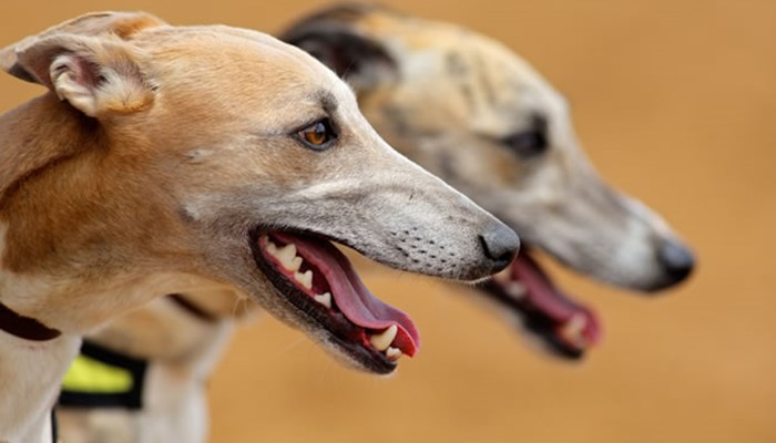 Britain's best greyhound tracks 