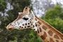 Zoos & Safari Parks in Monmouthshire