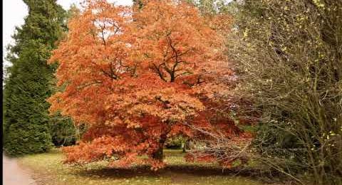 Ancient trees used for sculpture at Westonbirt