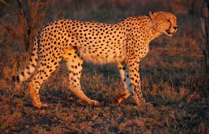 Cheetah seized at Heathrow