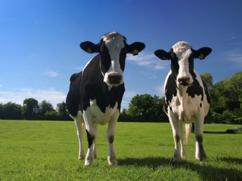 [http://www.britevents.com/img/news/cows-have-best-friends.jpg]