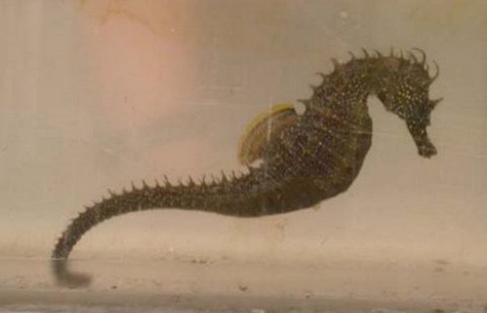 Rare seahorse found in Thames