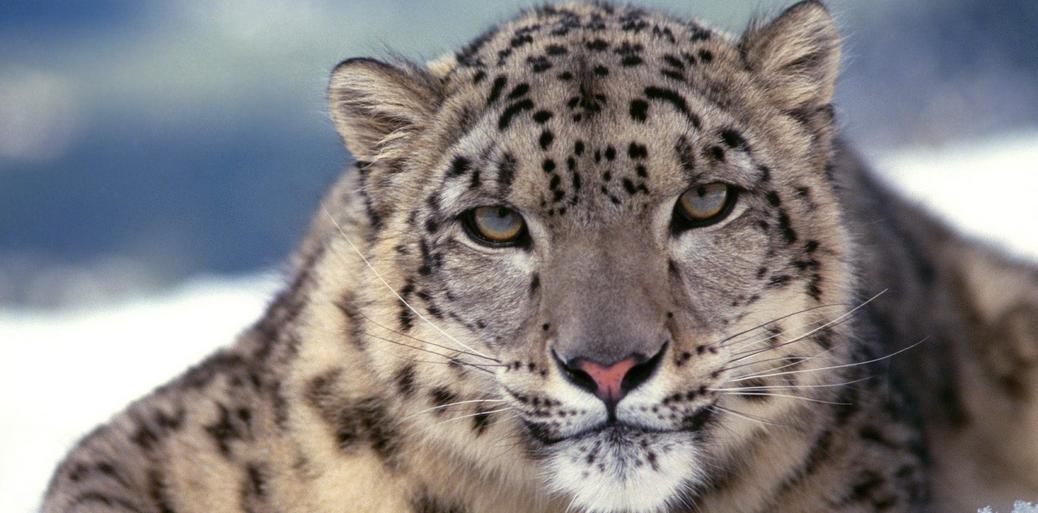 Snow Leopards at Twycross Zoo