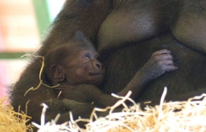 Twycross Zoo announces arrival of baby gorilla