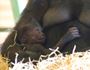 Twycross Zoo announces arrival of baby gorilla