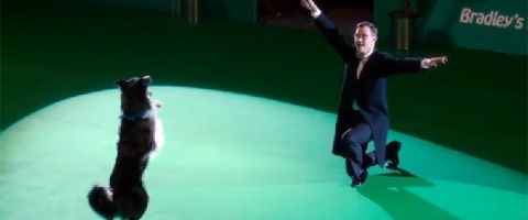 Will Young tries Crufts style dog show