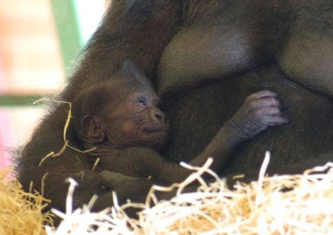 Twycross Zoo announces arrival of baby gorilla