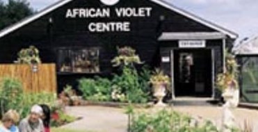African Violet Centre