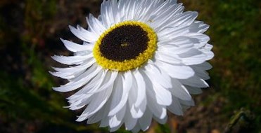 Cambridge University Botanic Garden