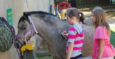 Finkley Down Farm Park