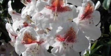 Harold Martin Botanic Garden