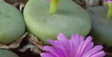 Holly Gate Cactus Garden