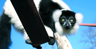 Kirkley Hall Zoological Gardens