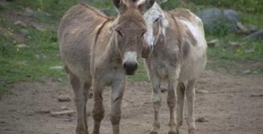 Mole Hall Wildlife Park