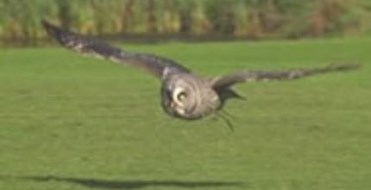 National Birds Of Prey Centre