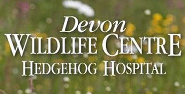 Prickly Ball Hedgehog Hospital