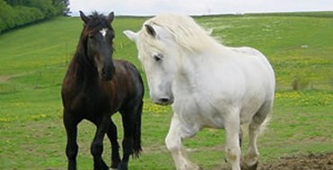 The Northcote Heavy Horse Centre