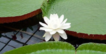 University Of Durham Botanic Garden