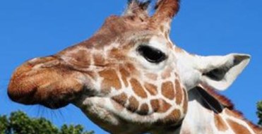 Whipsnade Wild Animal Park